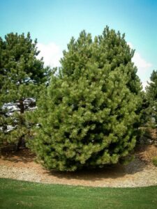 Сосна Чёрная (Pinus Nigra) купить по цене от 270.00р. в интернет-магазине «Посадика» с доставкой почтой в в Чермозе и по всей России – [изображение №1].