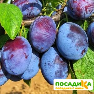 Слива Чачакская ранняя купить по цене от 229.00р. в интернет-магазине «Посадика» с доставкой почтой в в Чермозе и по всей России – [изображение №1].