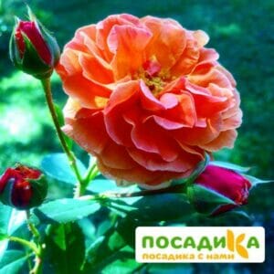 Роза Арабия купить по цене от 350.00р. в интернет-магазине «Посадика» с доставкой почтой в в Чермозе и по всей России – [изображение №1].