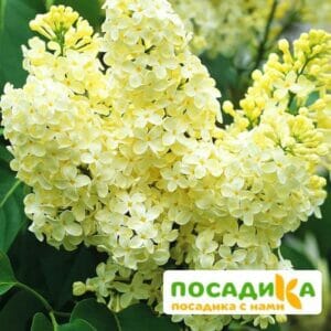 Сирень Примроуз (Primrose) купить по цене от 529.00р. в интернет-магазине «Посадика» с доставкой почтой в в Чермозе и по всей России – [изображение №1].