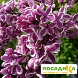 Сирень Сенсация купить по цене от 529.00р. в интернет-магазине «Посадика» с доставкой почтой в в Чермозе и по всей России – [изображение №1].