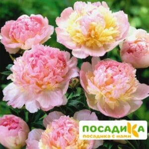 Пион Распберри Сандей (Paeonia Raspberry Sundae) купить по цене от 959р. в интернет-магазине «Посадика» с доставкой почтой в в Чермозе и по всей России – [изображение №1].