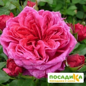 Шраб Роза Соул купить по цене от 390.00р. в интернет-магазине «Посадика» с доставкой почтой в в Чермозе и по всей России – [изображение №1].