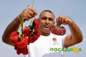Клубника Гигант Джорнея купить по цене от 266р. в интернет-магазине «Посадика» с доставкой почтой в в Чермозе и по всей России – [изображение №1].