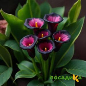Калла Аура Лейс купить по цене от 400р. в интернет-магазине «Посадика» с доставкой почтой в в Чермозе и по всей России – [изображение №1].