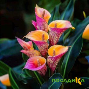 Калла Оникс купить по цене от 450р. в интернет-магазине «Посадика» с доставкой почтой в в Чермозе и по всей России – [изображение №1].