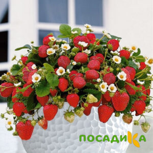 Клубника Рубиновый Шепот (горшечная) купить по цене от 240р. в интернет-магазине «Посадика» с доставкой почтой в в Чермозе и по всей России – [изображение №1].