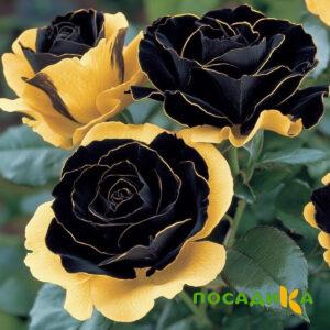 Роза Ханни Сикл купить по цене от 700р. в интернет-магазине «Посадика» с доставкой почтой в в Чермозе и по всей России – [изображение №1].