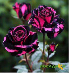 Роза Багровый Шепот купить по цене от 366р. в интернет-магазине «Посадика» с доставкой почтой в в Чермозе и по всей России – [изображение №1].