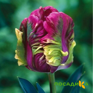 Тюльпан Экзотик Хэвен купить по цене от 186р. в интернет-магазине «Посадика» с доставкой почтой в в Чермозе и по всей России – [изображение №1].
