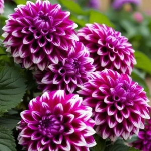 Георгин Кристал Корт купить по цене от 602р. в интернет-магазине «Посадика» с доставкой почтой в в Чермозе и по всей России – [изображение №1].