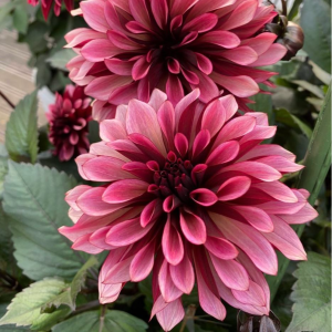 Георгин Перли Сансет купить по цене от 309р. в интернет-магазине «Посадика» с доставкой почтой в в Чермозе и по всей России – [изображение №1].