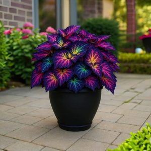 Хоста Фрости Блю купить по цене от 389р. в интернет-магазине «Посадика» с доставкой почтой в в Чермозе и по всей России – [изображение №1].