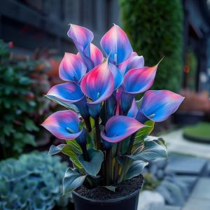 Калла Импрессия купить по цене от 590р. в интернет-магазине «Посадика» с доставкой почтой в в Чермозе и по всей России – [изображение №1].