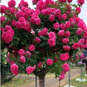 Роза Версаля купить по цене от 232р. в интернет-магазине «Посадика» с доставкой почтой в в Чермозе и по всей России – [изображение №1].