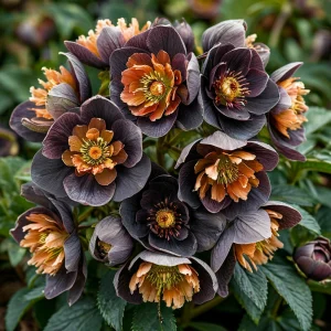 Морозник Блум Айс купить по цене от 499р. в интернет-магазине «Посадика» с доставкой почтой в в Чермозе и по всей России – [изображение №1].