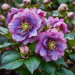 Морозник Айс Принцесс Чарм купить по цене от 650р. в интернет-магазине «Посадика» с доставкой почтой в в Чермозе и по всей России – [изображение №1].