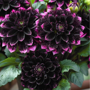 Георгин Лаванда Лейс купить по цене от 679р. в интернет-магазине «Посадика» с доставкой почтой в в Чермозе и по всей России – [изображение №1].