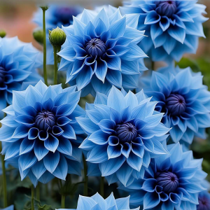 Георгин Вижапе купить по цене от 699р. в интернет-магазине «Посадика» с доставкой почтой в в Чермозе и по всей России – [изображение №1].