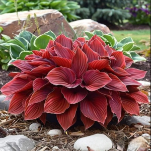 Хоста Рэд Эйнджл купить по цене от 549р. в интернет-магазине «Посадика» с доставкой почтой в в Чермозе и по всей России – [изображение №1].